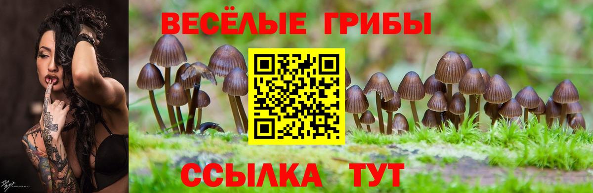 Псилоцибиновые грибы GOLDEN TEACHER Волжский